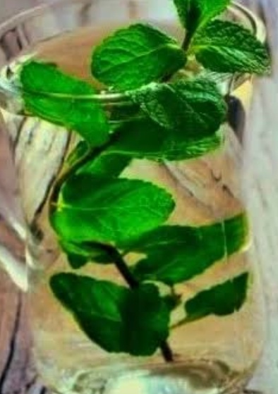 فروش عرق نعناع