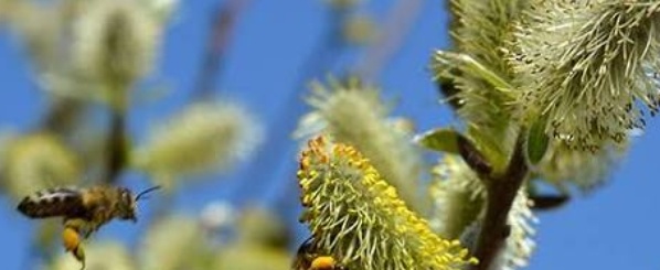 فروش عرق بیدمشک