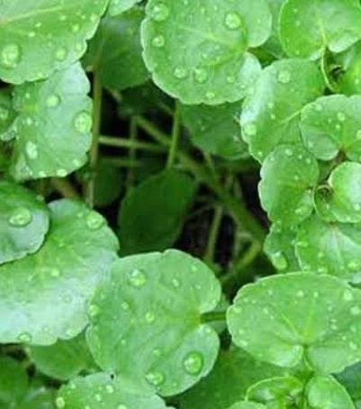 فروش عرق بولاق اوتی