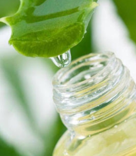 فروش آلوئه ورا (گیاه‌ دارویی)