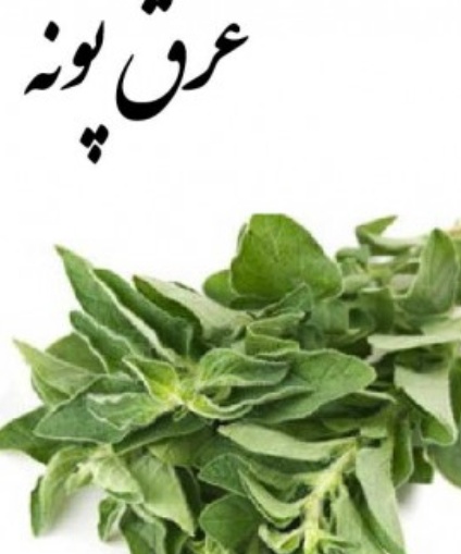 فروش عرق پونه