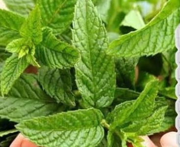 فروش عرق نعناع