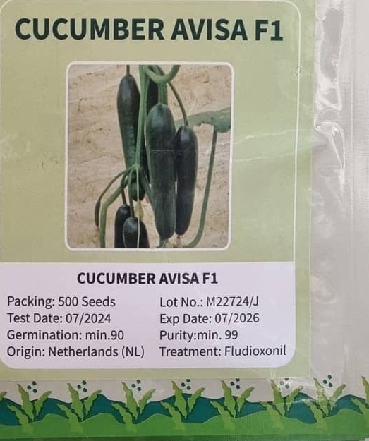 فروش بذر خیارآویساf1