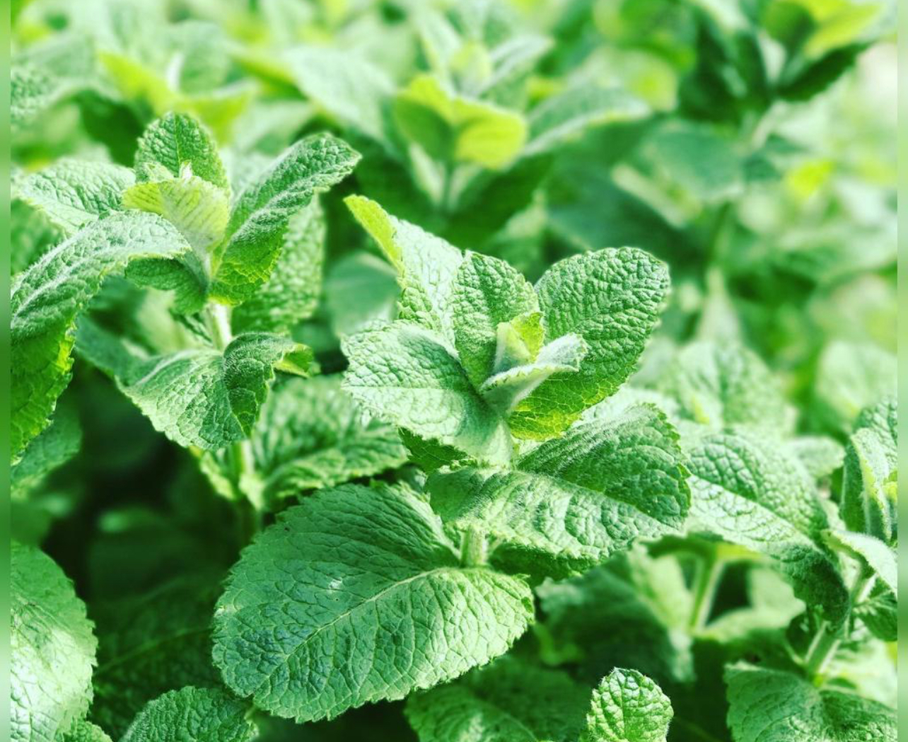 فروش نعناع
