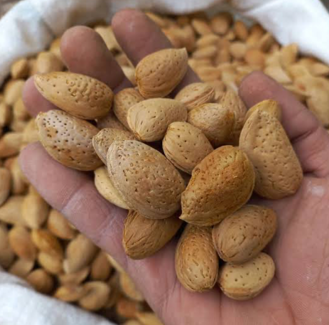 فروش بادام درختی
