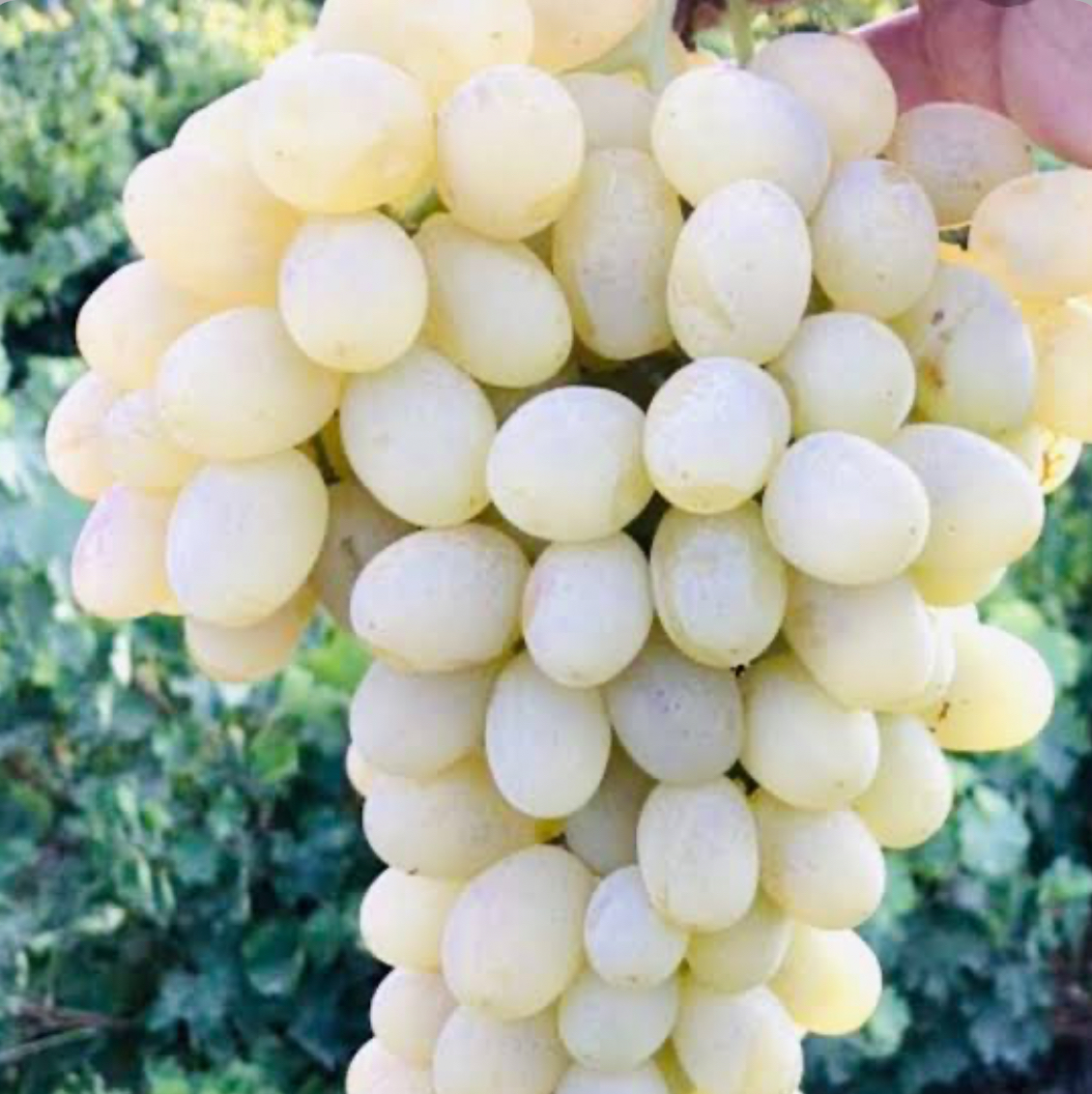 فروش انگور رطبی