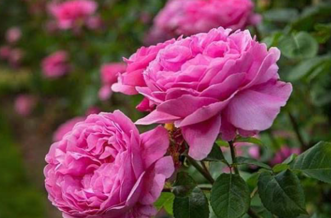 فروش گل محمدی (گیاه‌ دارویی)