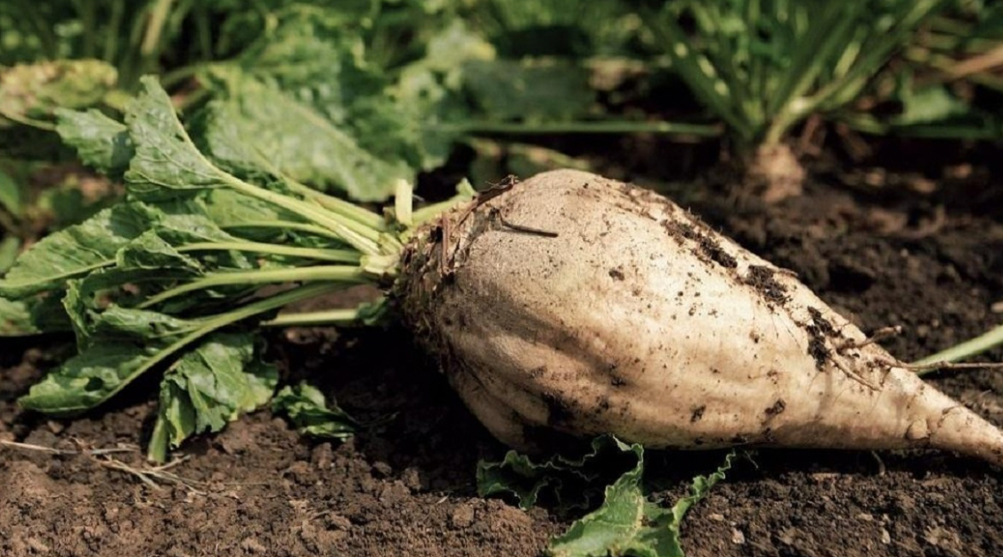 فروش چغندر قند