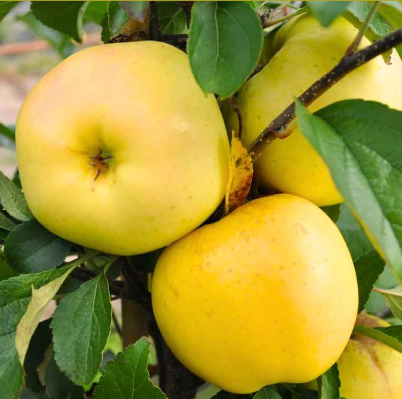 فروش سیب درختی زرد