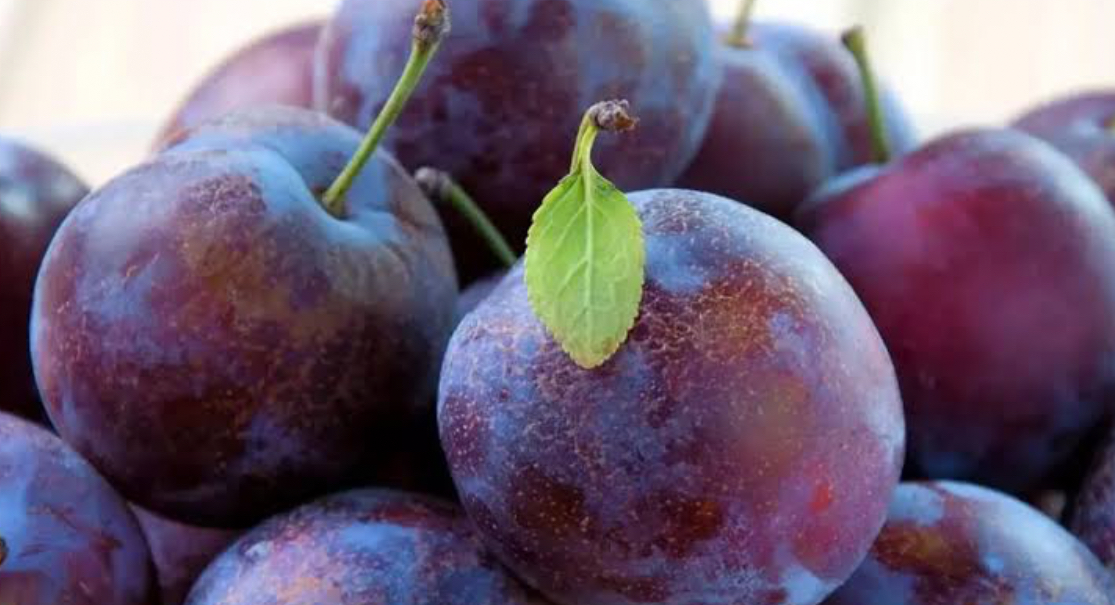 فروش آلو سیاه