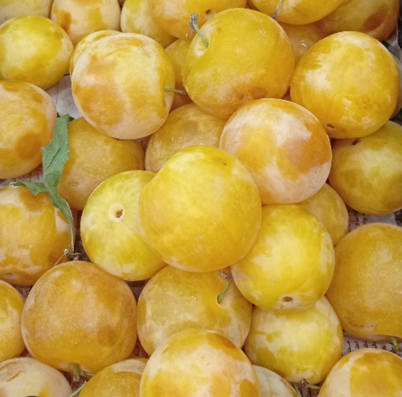 فروش آلو زرد