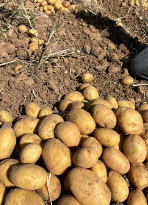 فروش سیب زمینی