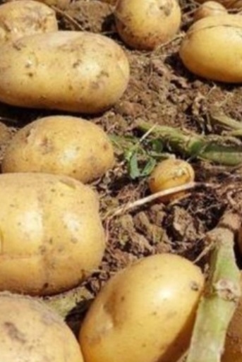 فروش سیب زمینی