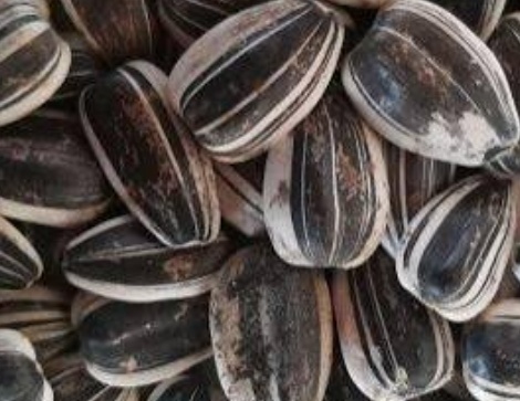 فروش تخمه آفتابگردان بود داده