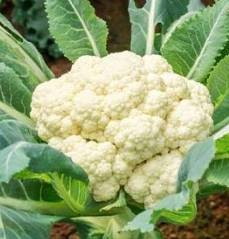 فروش گل کلم