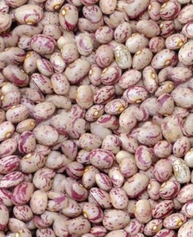 فروش لوبیا چیتی