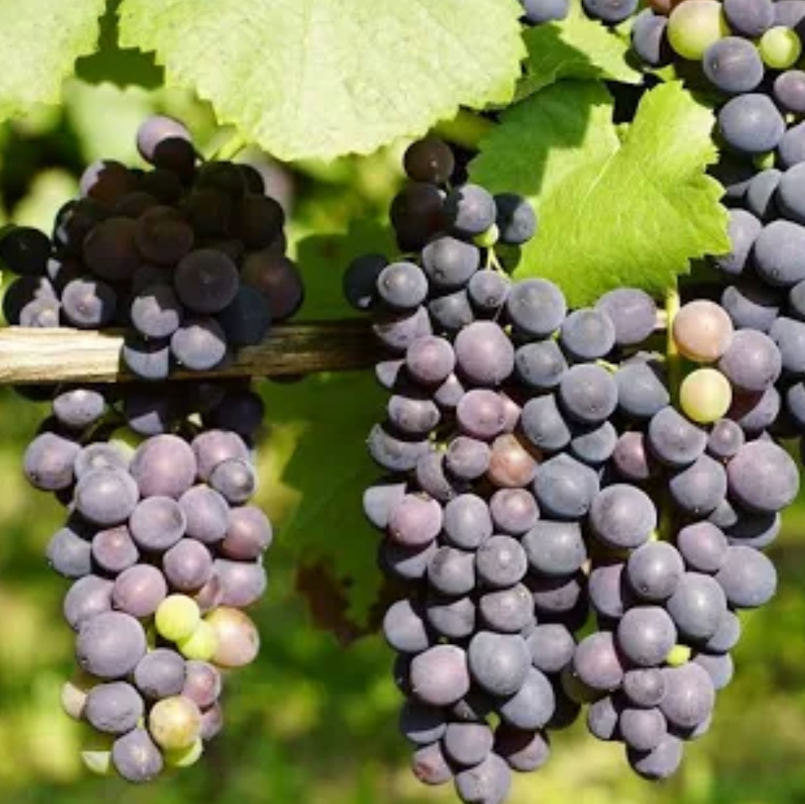 فروش انگور یاقوتی