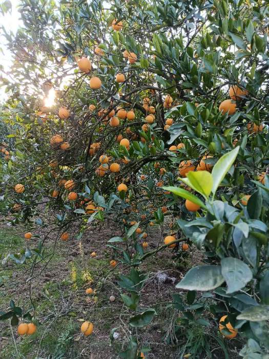 فروش پرتقال