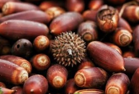 فروش بلوط (گیاه‌ دارویی)