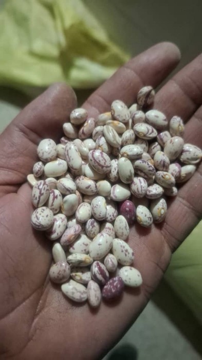 فروش لوبیا چیتی