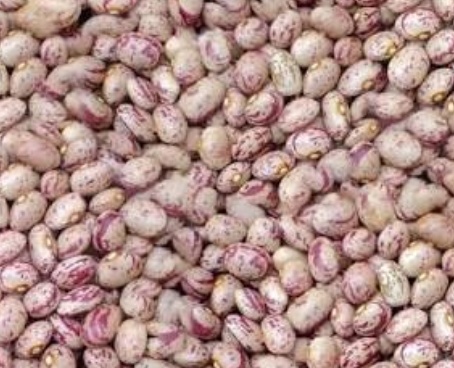 فروش لوبیا چیتی