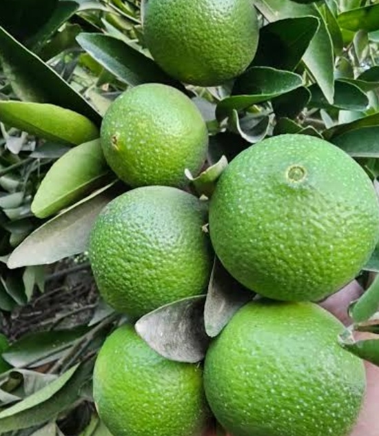 فروش نارنگی پرل