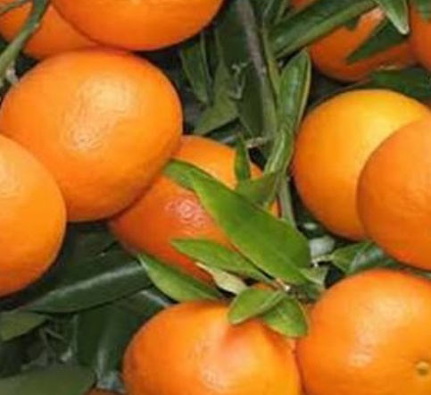 فروش نارنگی کینو