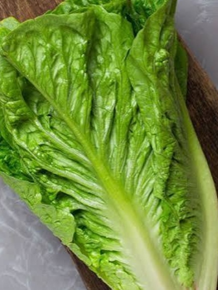 فروش کاهو ایرانی - رومانو