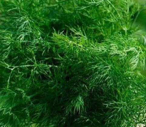 فروش شوید تازه هکتاری