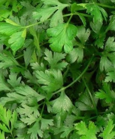 فروش جعفری تازه