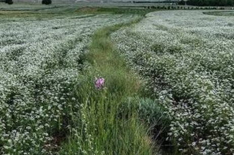 فروش گشنیز هکتاری