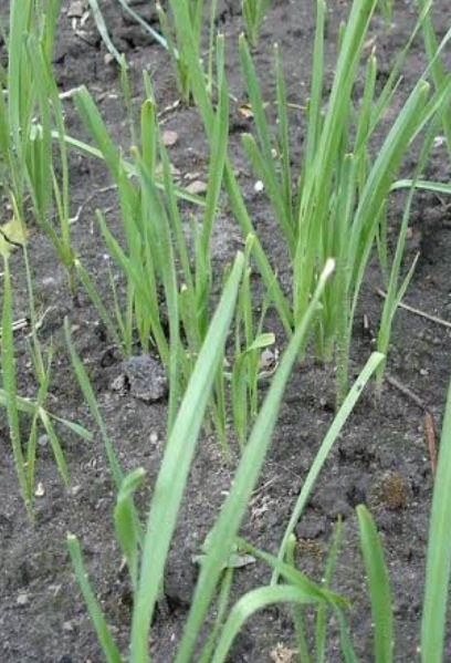 فروش تره هکتاری