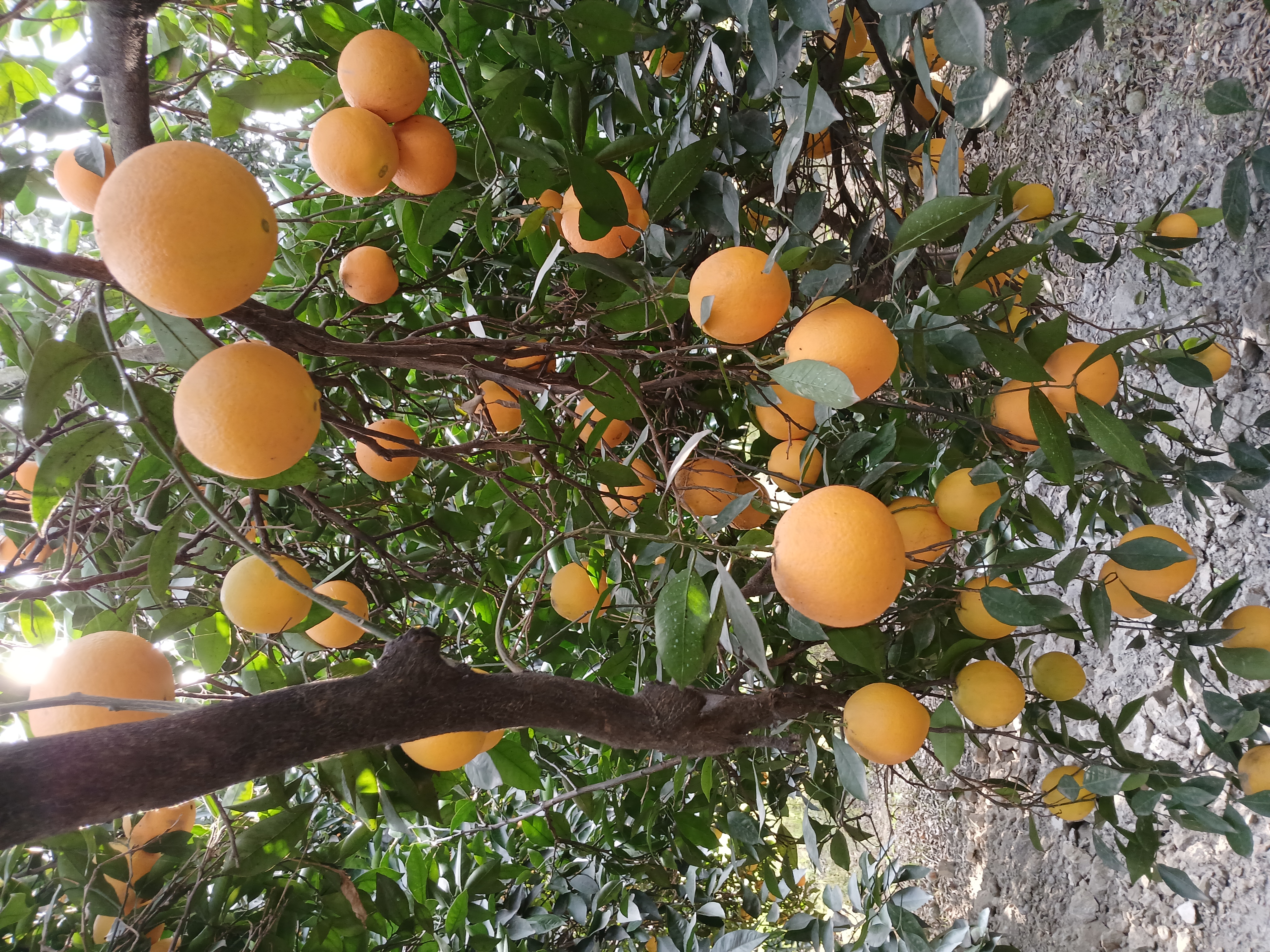 فروش پرتقال تامسون