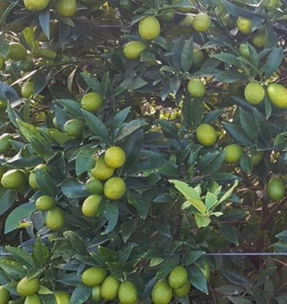 فروش لیمو ترش لایم کوات