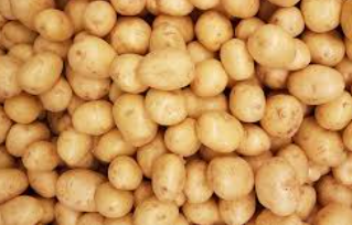 فروش سیب زمینی