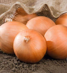 فروش پیاز زرد