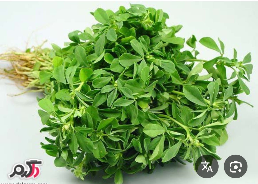 فروش شنبلیله