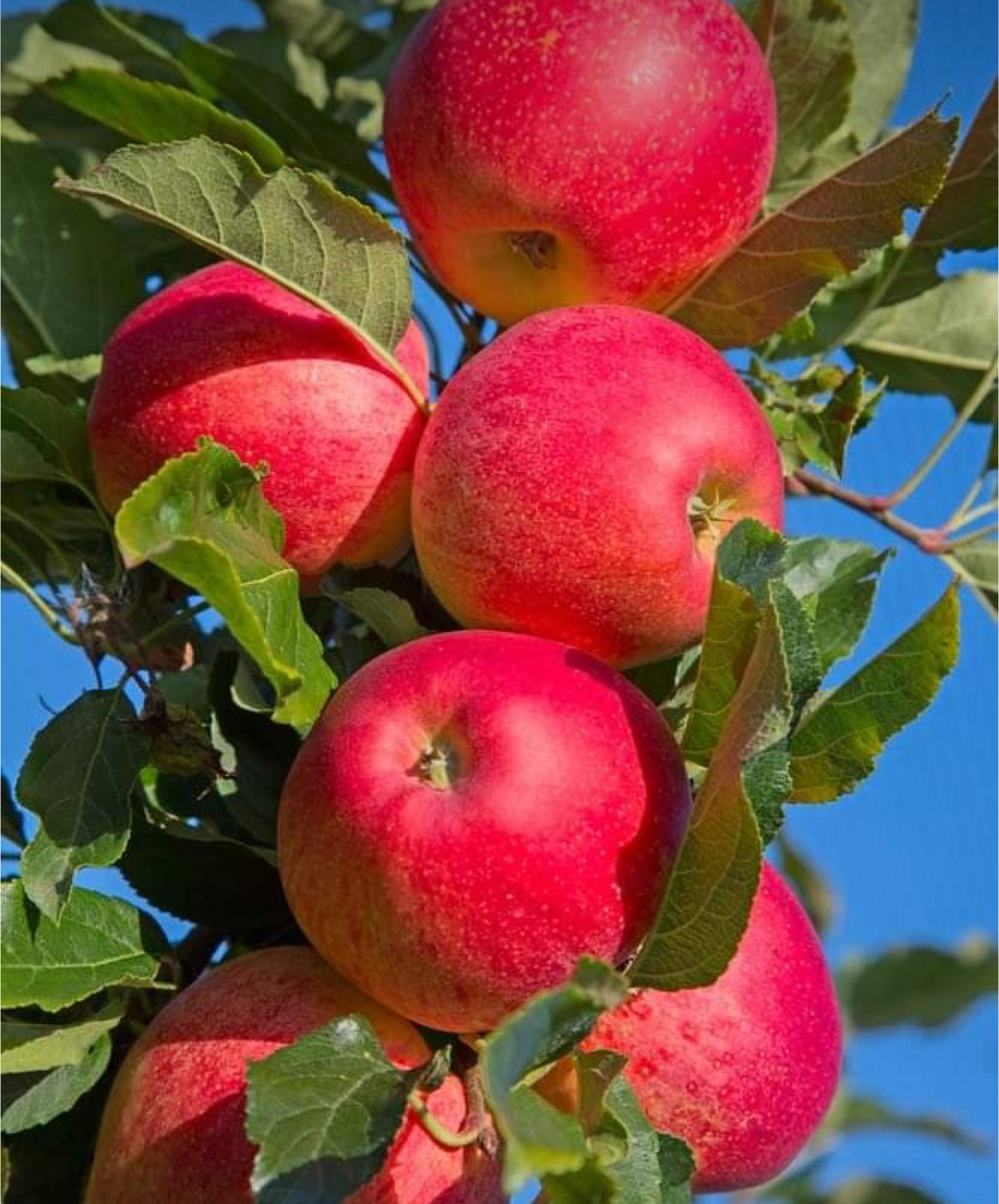 فروش سیب درختی قرمز