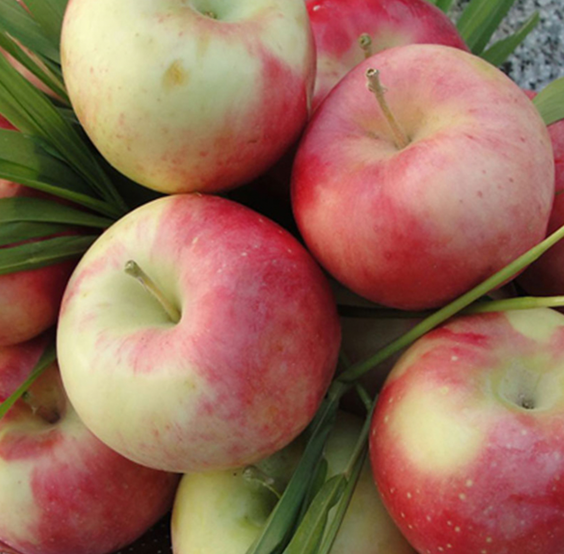 فروش سیب گلاب