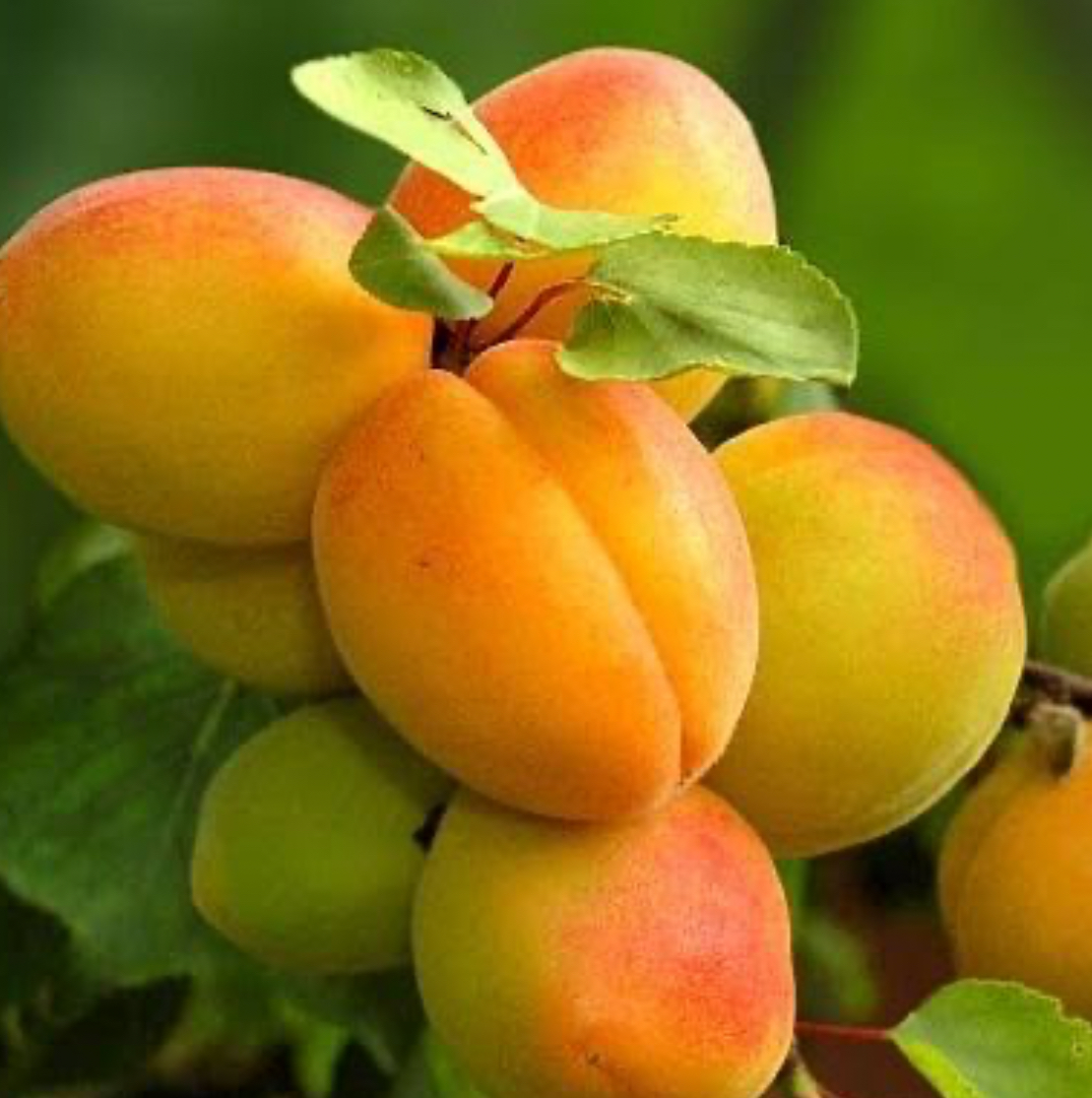 فروش زردآلو