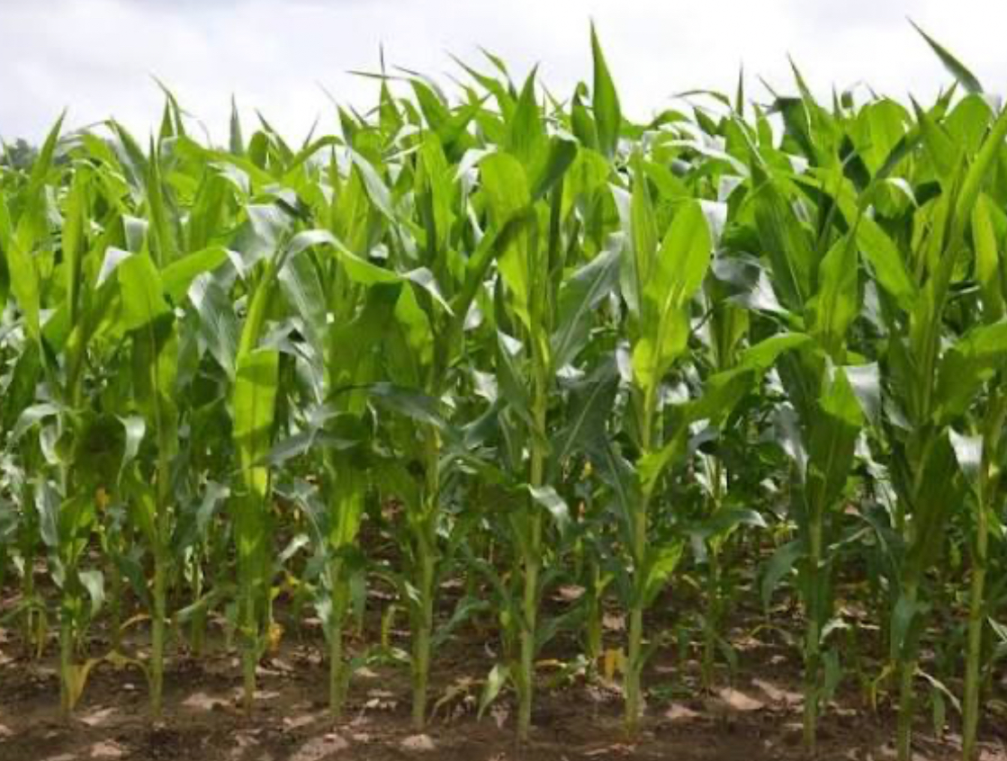 فروش ذرت علوفه ای