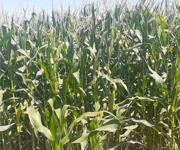 فروش ذرت علوفه ای