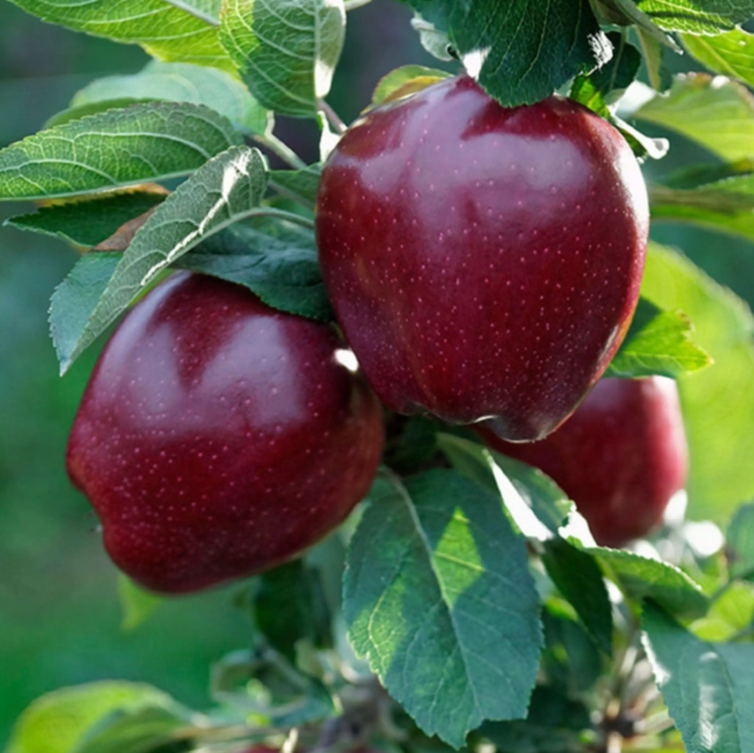 فروش سیب قرمز فرانسوی