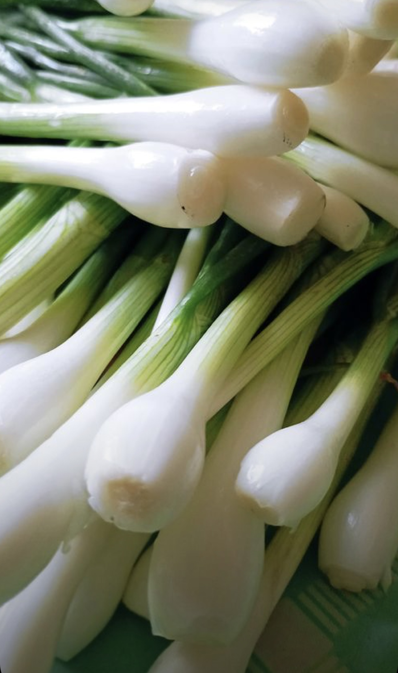 فروش پیازچه