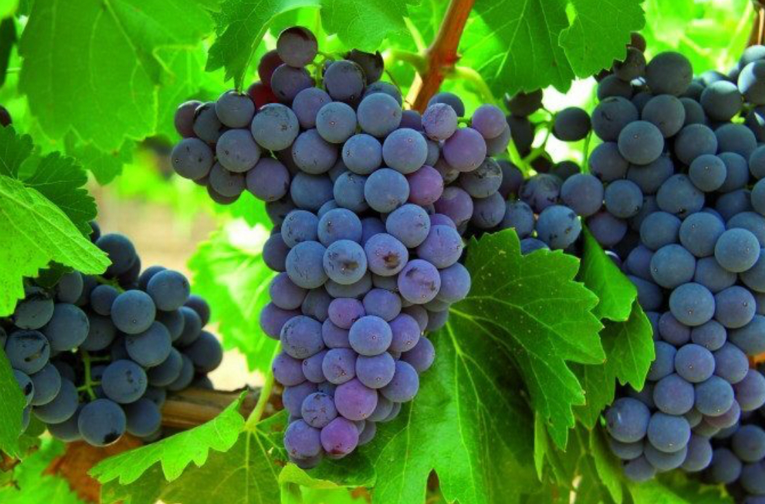 فروش انگور یاقوتی سیاه