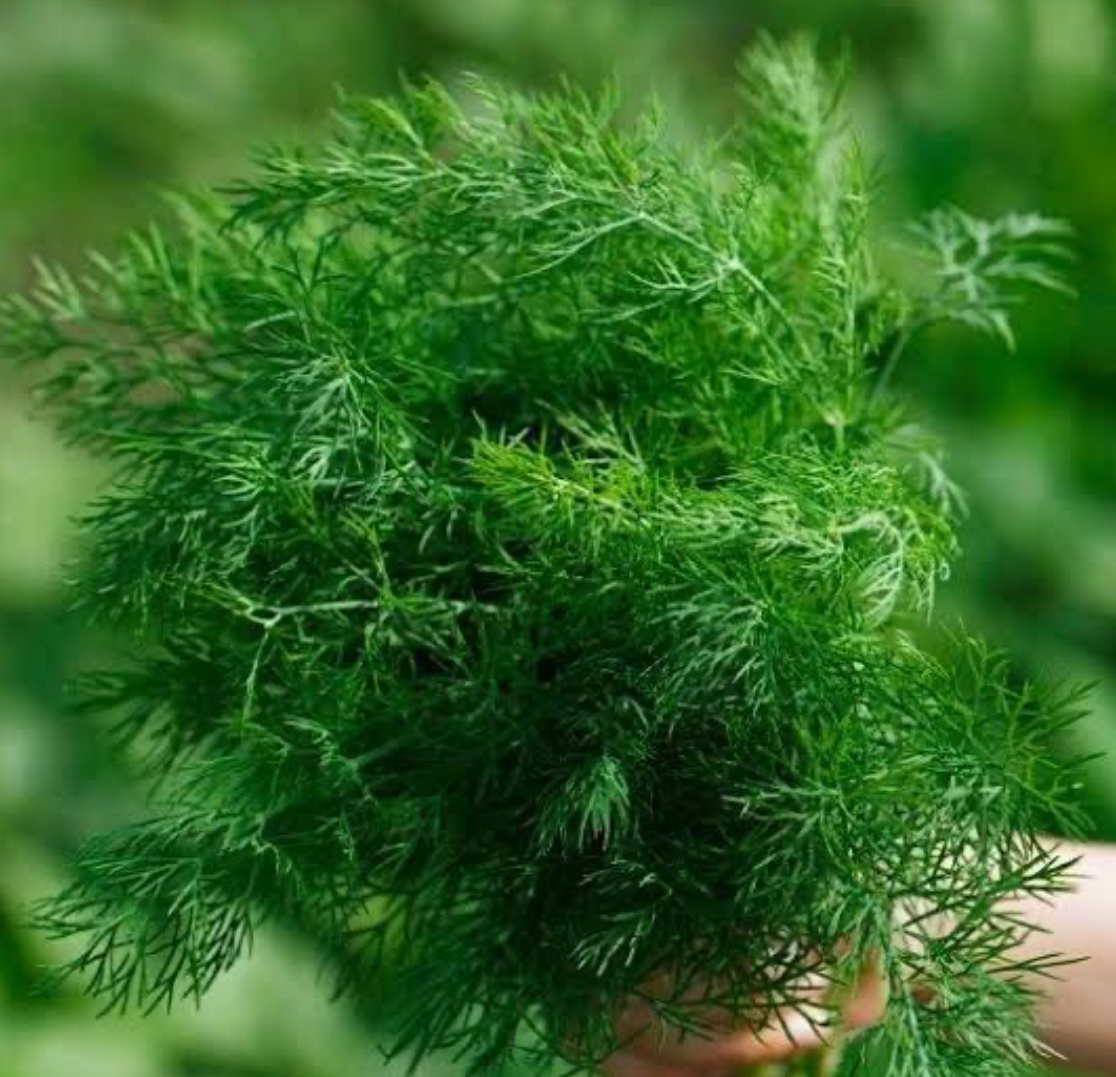 فروش شوید تازه