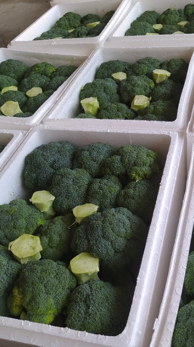 فروش کلم بروکلی