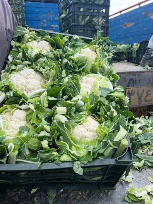 فروش گل کلم