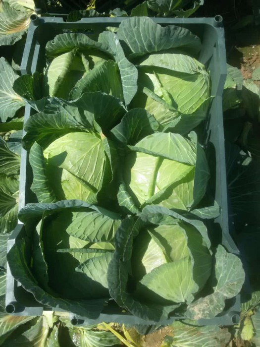 فروش کلم برگی