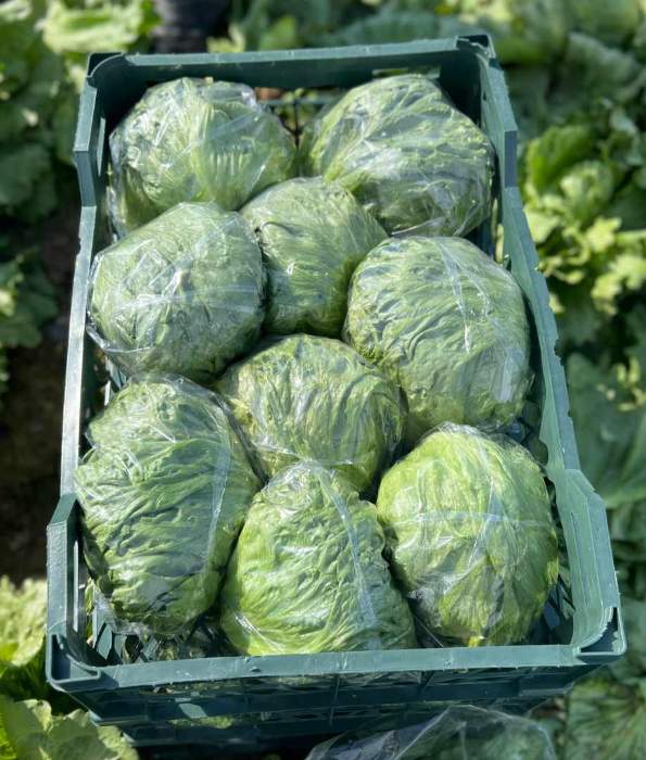 فروش کاهو ایسبرگ - آیسبرگ